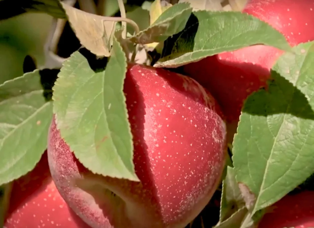 La manzana del futuro tiene sello catalán 0