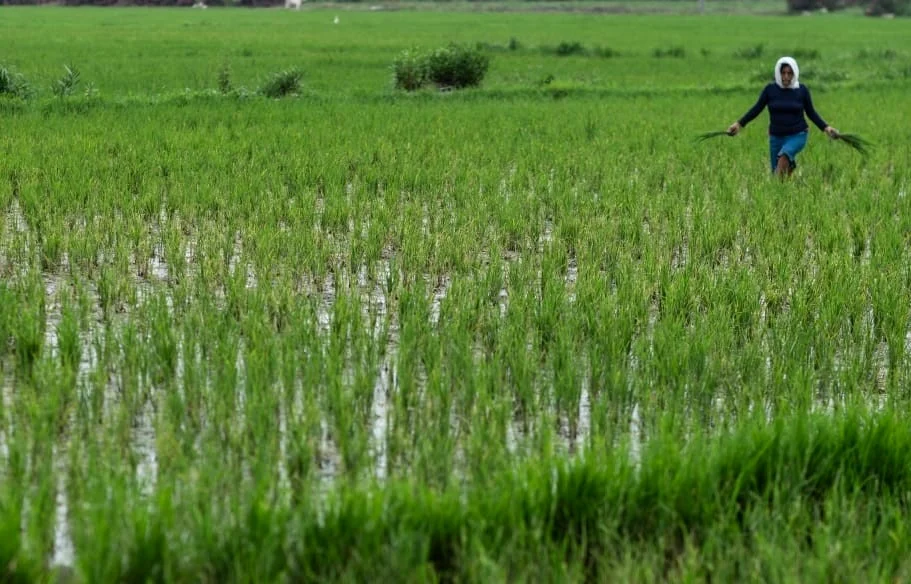 Héctor Solís: El chef que cultiva su propio arroz 0