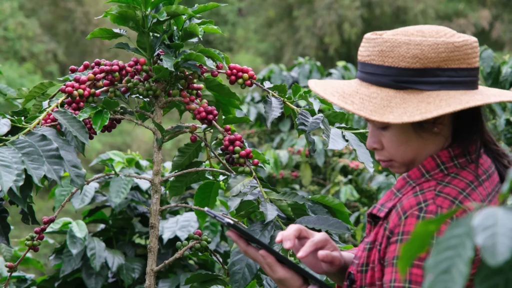 Una taza de café, ¿a qué precio? 6