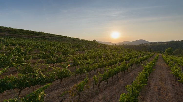 Viñedos donde se elaboran Vinos de Finca en Cataluña