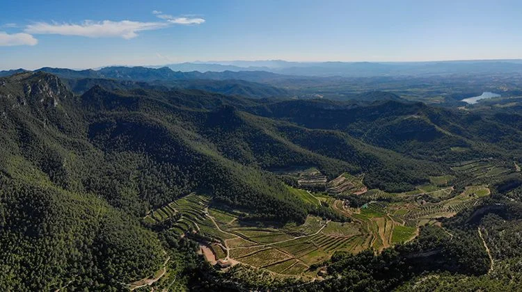 Bodega Vinyes Domènech