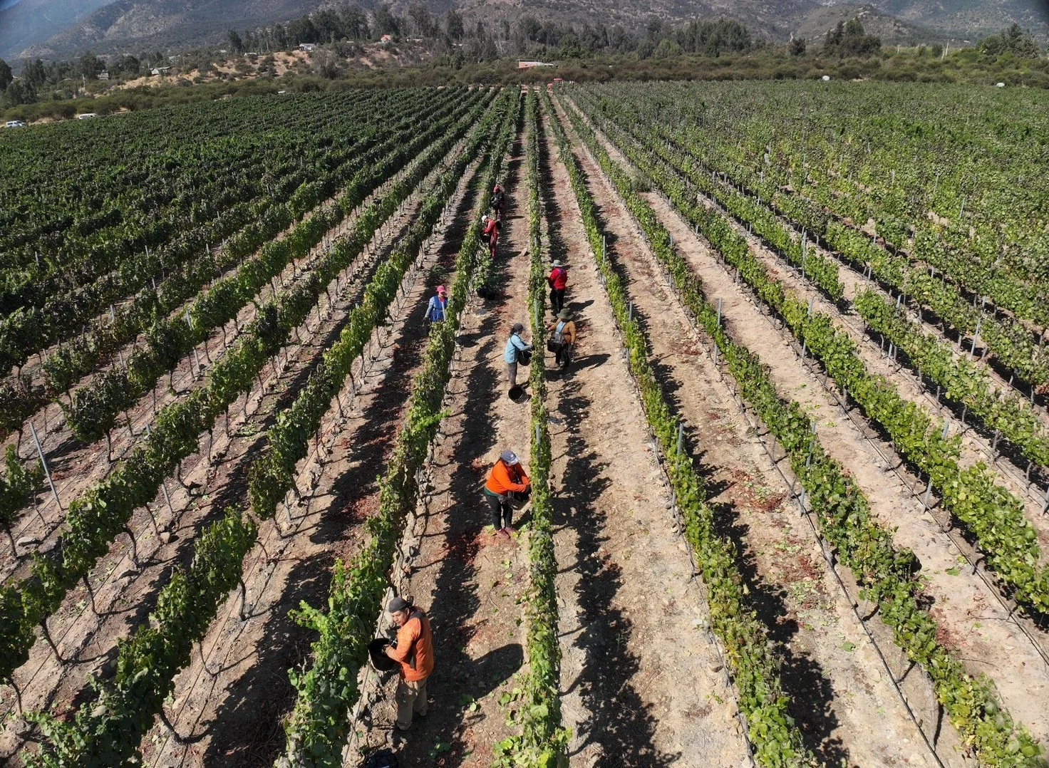 Drones para la viticultura en Chile 3